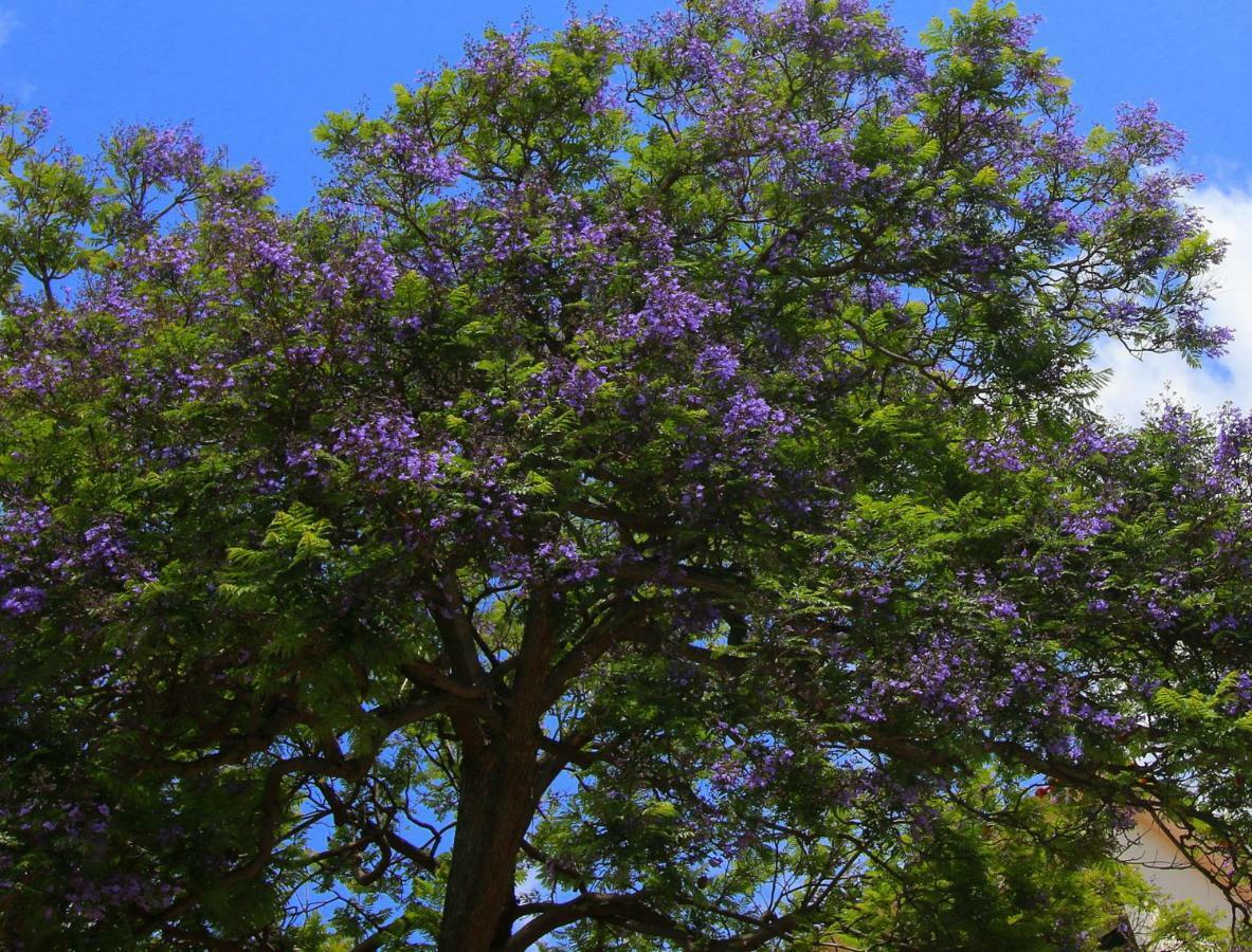 Апартаменти Quinta Araucaria Funchal Фуншал Екстер'єр фото